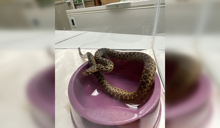 Non-Venomous Gopher Snake Found Among Christmas Trees in Hilo Store
