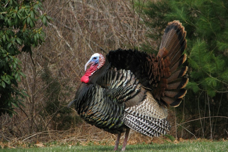 North Carolina Governor Cooper Pardons Turkeys in Annual Tradition with Donations Aiding Hurricane Helene Relief Efforts
