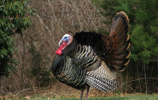 North Carolina Governor Cooper Pardons Turkeys in Annual Tradition with Donations Aiding Hurricane Helene Relief Efforts