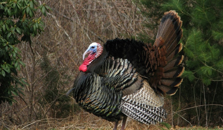 North Carolina Governor Cooper Pardons Turkeys in Annual Tradition with Donations Aiding Hurricane Helene Relief Efforts