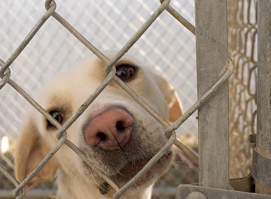 North Phoenix Shelter Surrenders Dogs to Arizona Humane Society Amid Welfare Concerns