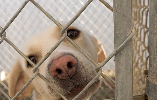 North Phoenix Shelter Surrenders Dogs to Arizona Humane Society Amid Welfare Concerns