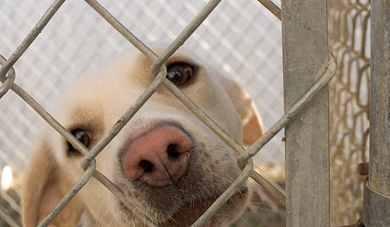 North Phoenix Shelter Surrenders Dogs to Arizona Humane Society Amid Welfare Concerns