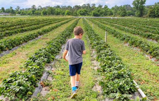 North Shore Celebrates Agriculture and Family Fun at Kuilima Farm's 3rd Annual Fall Festival