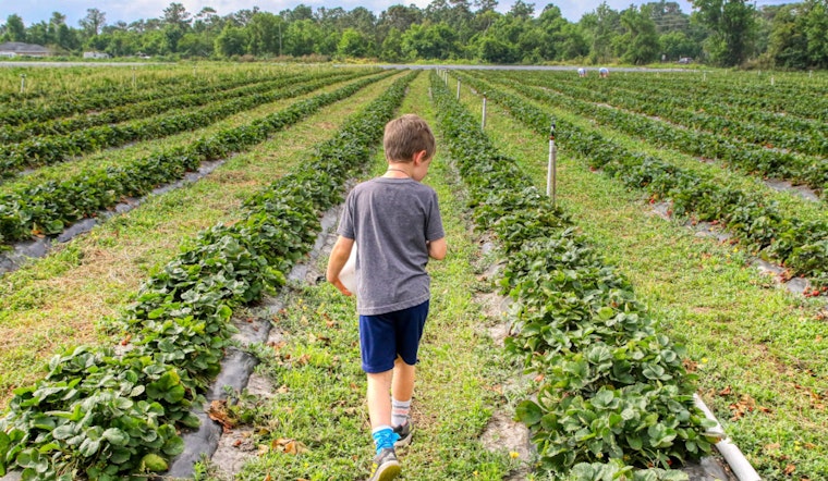 North Shore Celebrates Agriculture and Family Fun at Kuilima Farm's 3rd Annual Fall Festival