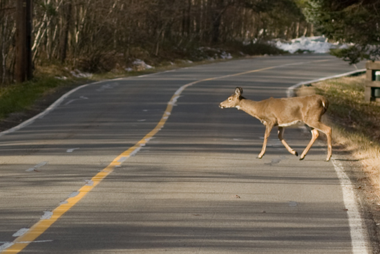 Ohio State Highway Patrol Cautions Drivers During Deer Collision Peak Season