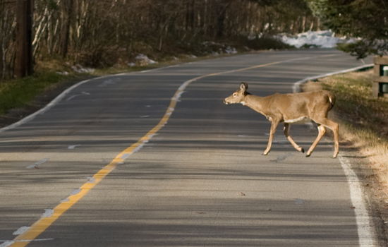 Ohio State Highway Patrol Cautions Drivers During Deer Collision Peak Season