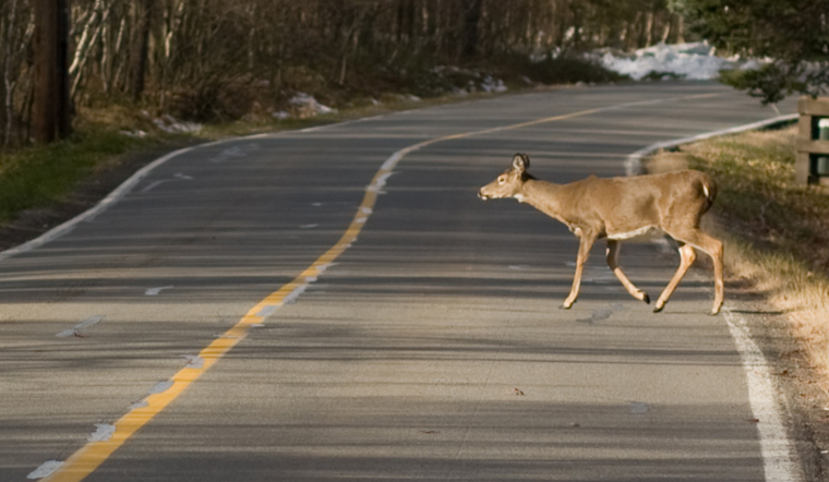 Ohio State Highway Patrol Cautions Drivers During Deer Collision Peak Season