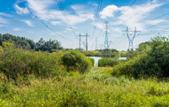 Ohio Supreme Court Grants Ohio Edison Green Light to Use Herbicides under Power Lines