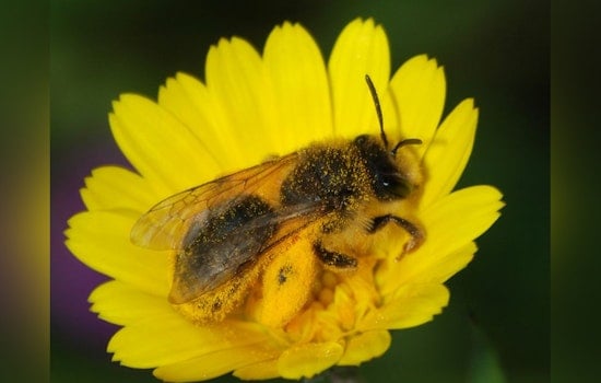 Oklahoma and Texas Home to Newly Discovered Mining Bee Species, Andrena Androfovea