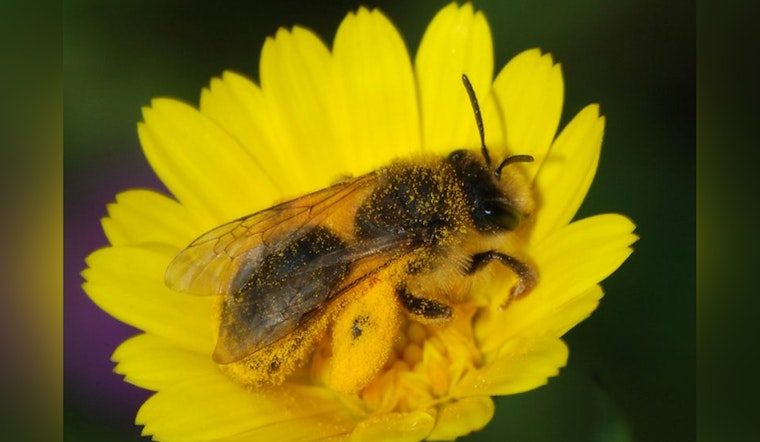 Oklahoma and Texas Home to Newly Discovered Mining Bee Species, Andrena Androfovea