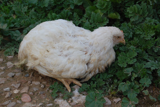 Oregon Reports First Human Case of Avian Flu in Clackamas County Amid Poultry Operation Outbreak