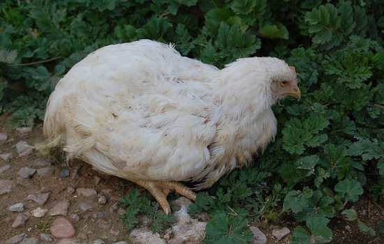 Oregon Reports First Human Case of Avian Flu in Clackamas County Amid Poultry Operation Outbreak