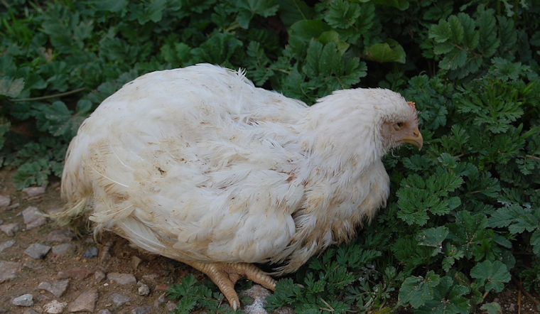 Oregon Reports First Human Case of Avian Flu in Clackamas County Amid Poultry Operation Outbreak