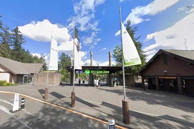 Oregon Zoo Celebrates Polar Bear Week with Special Research Activities and Birthday Bash for Amelia Gray and Nora