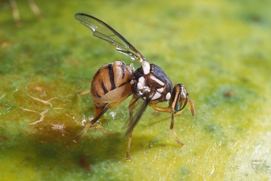 Oriental Fruit Fly Invasion Triggers Agriculture Quarantine in Parts of Orange County, Affecting Garden Grove and Santa Ana