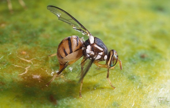 Oriental Fruit Fly Invasion Triggers Agriculture Quarantine in Parts of Orange County, Affecting Garden Grove and Santa Ana