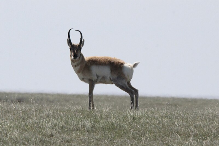 Over 100 Pronghorns Dead in Eastern Colorado Following Devastating Snowstorm