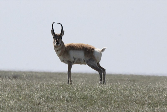 Over 100 Pronghorns Dead in Eastern Colorado Following Devastating Snowstorm