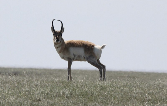 Over 100 Pronghorns Dead in Eastern Colorado Following Devastating Snowstorm