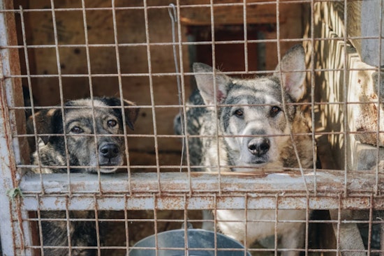 Over 30 Dogs Rescued and Homeowner Cited in Las Vegas Canine Chaos