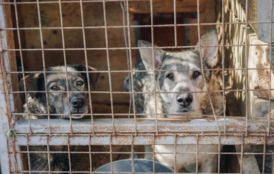 Over 30 Dogs Rescued and Homeowner Cited in Las Vegas Canine Chaos