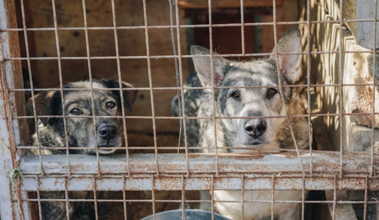 Over 30 Dogs Rescued and Homeowner Cited in Las Vegas Canine Chaos