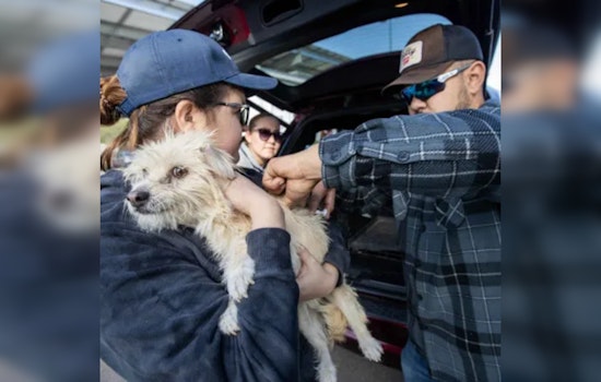 PACC Launches Free Microchipping for Pets to Elevate Reunions and Reduce Shelter Overcrowding