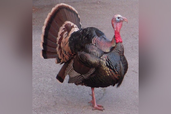 Pembroke Park's "Tom the Turkey" Spared from Thanksgiving Table in Joyous Town Hall Ceremony