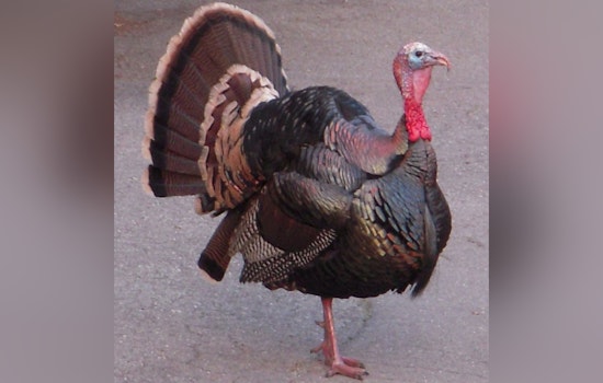 Pembroke Park's "Tom the Turkey" Spared from Thanksgiving Table in Joyous Town Hall Ceremony