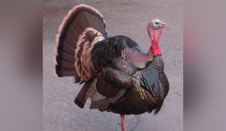Pembroke Park's "Tom the Turkey" Spared from Thanksgiving Table in Joyous Town Hall Ceremony