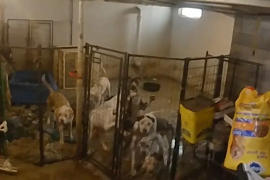 Pontiac Woman Charged with Animal Cruelty, Accused of Operating Illegal Shelter
