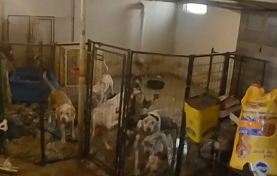 Pontiac Woman Charged with Animal Cruelty, Accused of Operating Illegal Shelter
