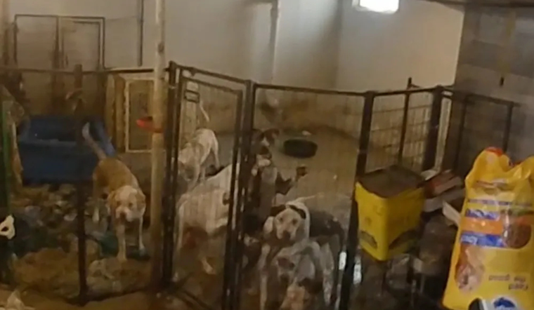 Pontiac Woman Charged with Animal Cruelty, Accused of Operating Illegal Shelter