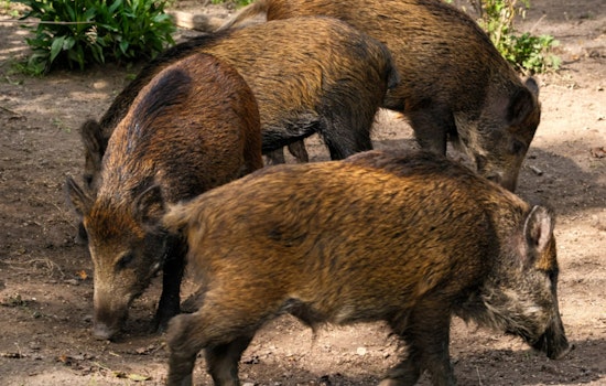 Port St. Lucie Neighbors on Edge as Wild Boar Sightings Rise