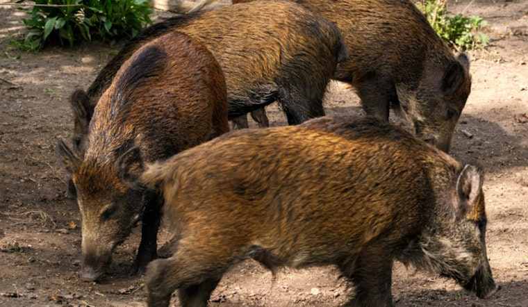 Port St. Lucie Neighbors on Edge as Wild Boar Sightings Rise