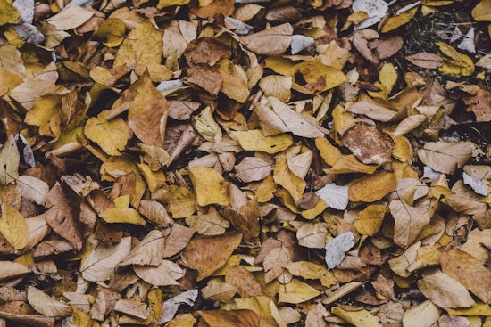 Portland Implements Towing in Select Districts to Aid Leaf Removal Efforts