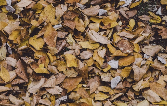 Portland Implements Towing in Select Districts to Aid Leaf Removal Efforts