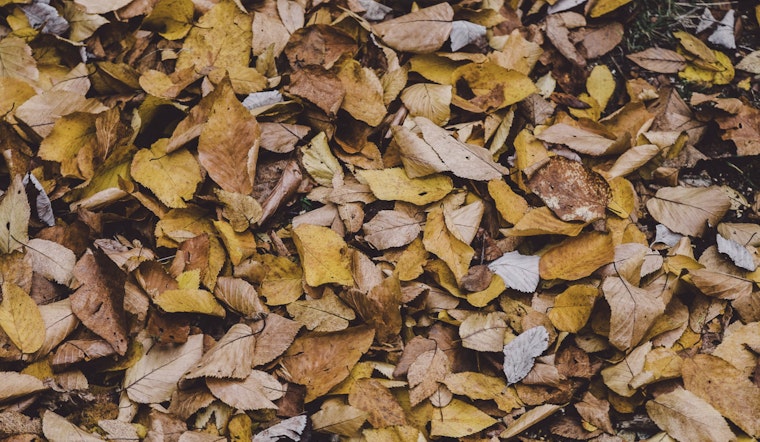 Portland Implements Towing in Select Districts to Aid Leaf Removal Efforts
