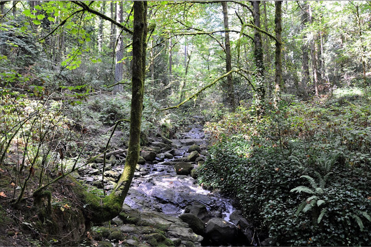 Public Health Advisory: Portland Officials Warn of Sewage Spill Impacting Tryon Creek Waters