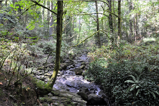 Public Health Advisory: Portland Officials Warn of Sewage Spill Impacting Tryon Creek Waters
