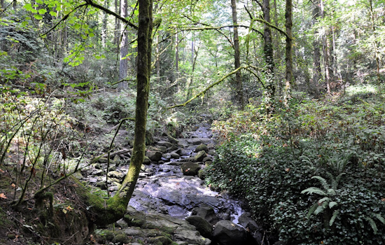 Public Health Advisory: Portland Officials Warn of Sewage Spill Impacting Tryon Creek Waters