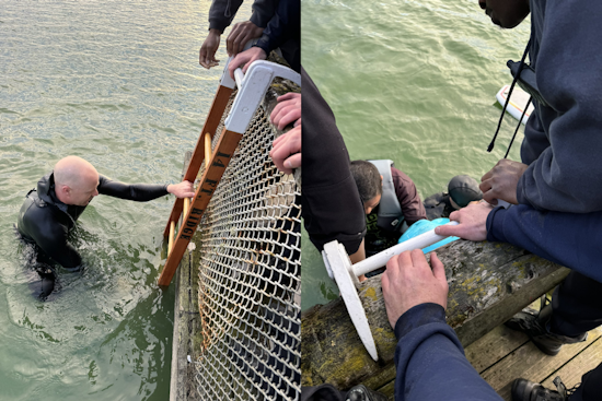 Quick Response and Good Samaritan Aid in Rescue of Two from Capsized Boat on Lake Merced, San Francisco