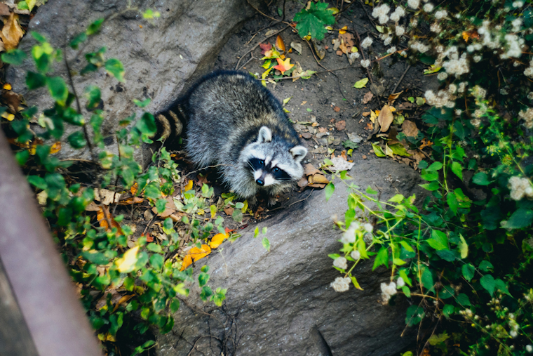 Rabies Alert Issued in Anne Arundel County Following Positive Test in Raccoon