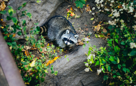 Rabies Alert Issued in Anne Arundel County Following Positive Test in Raccoon