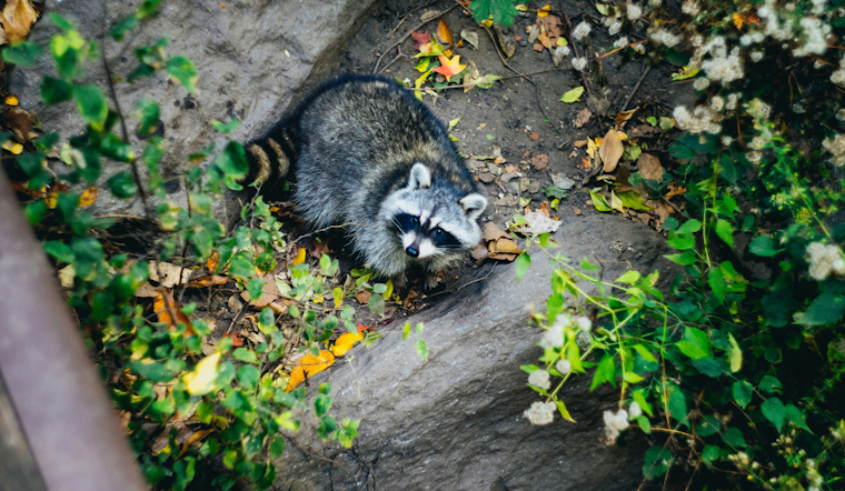 Rabies Alert Issued in Anne Arundel County Following Positive Test in Raccoon