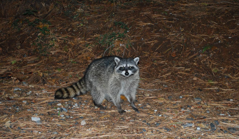 Rabies Alert Issued in Pasadena, Anne Arundel County After Raccoon Tests Positive