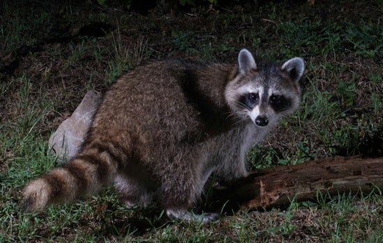 Rabies Alert Issued in St. Lucie County Following Positive Tests in Raccoon and Otter