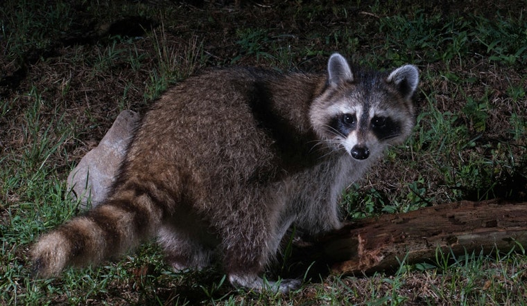 Rabies Alert Issued in St. Lucie County Following Positive Tests in Raccoon and Otter