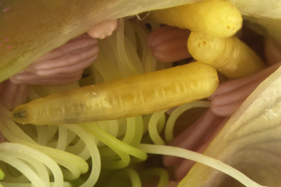 Rare and Damaging Fruit Fly Larvae Intercepted by Customs at Detroit Metro Airport